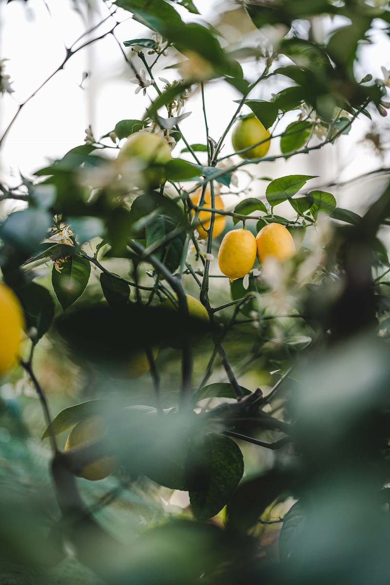 citrus fruit yellow fruit on green leaves during daytime plant